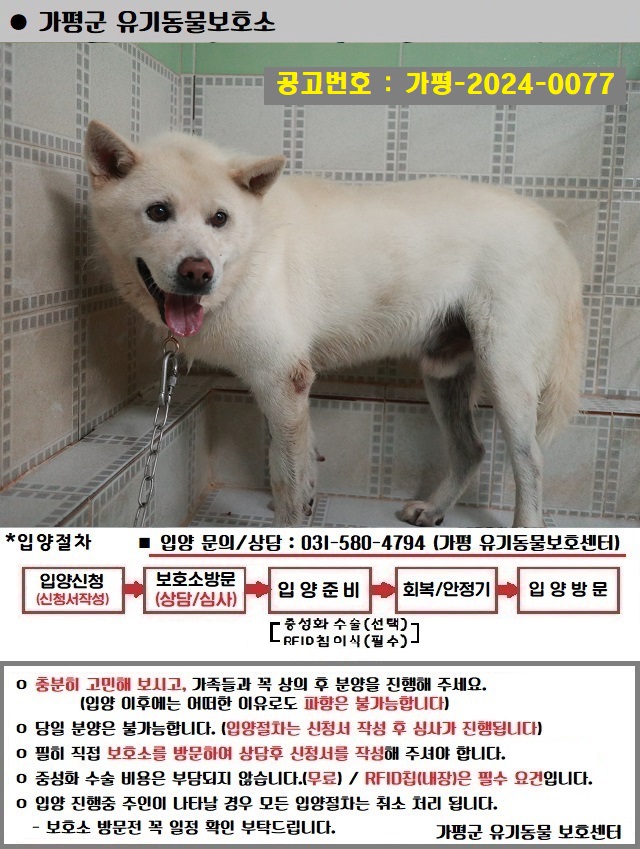 믹스견 이미지 파일 입니다.
